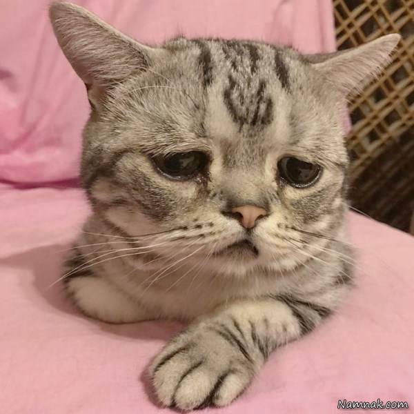غمگین ترین گربه دنیا