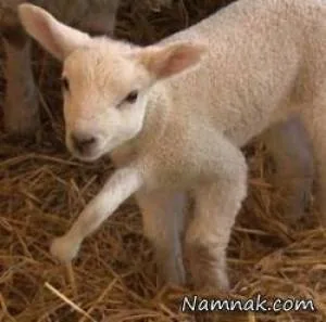 بره 5 پا