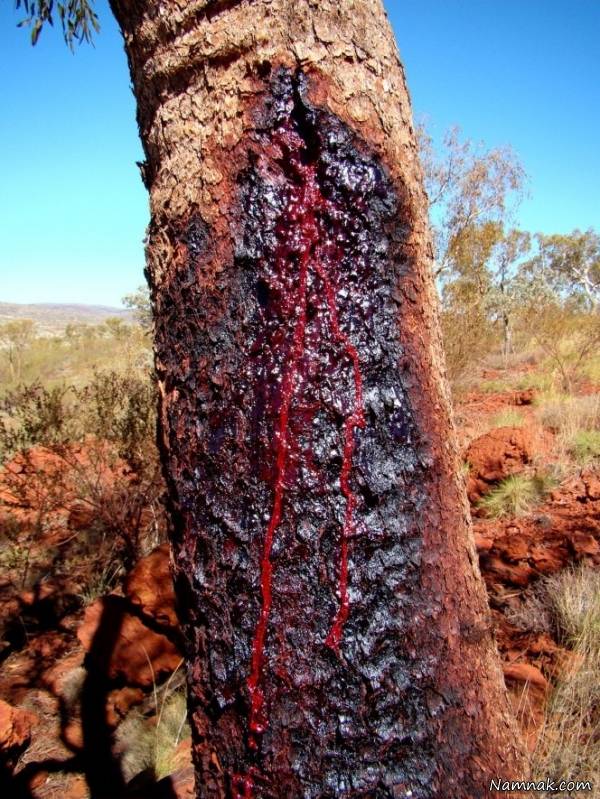 خونریزی درخت
