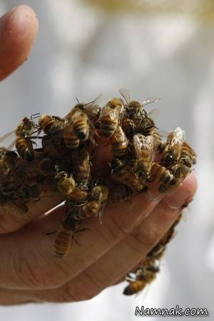 حمله زنبورهای وحشی