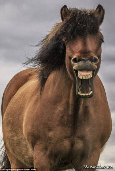 شادترین اسب دنیا