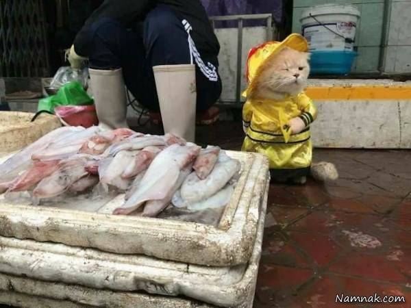 گربه بامزه ماهی فروش
