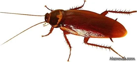 سوسک خانه