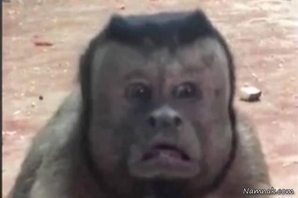 میمون شبیه انسان