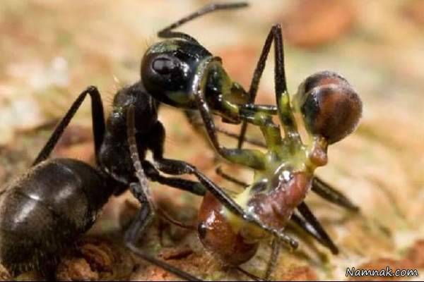 مورچه انتحاری 