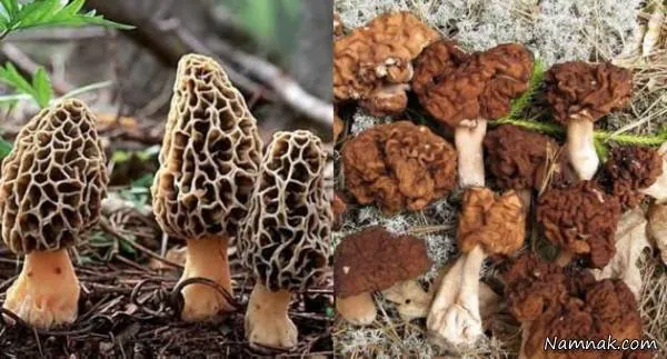 قارچ های مورکلا دروغین