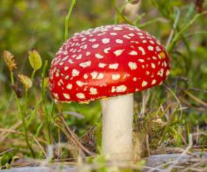 تشخیص قارچ سمی از قارچ خوراکی
