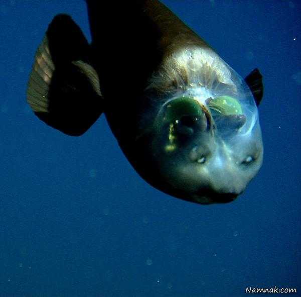 ماهی عجیب کله شیشه ای