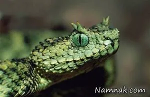 مار افعی