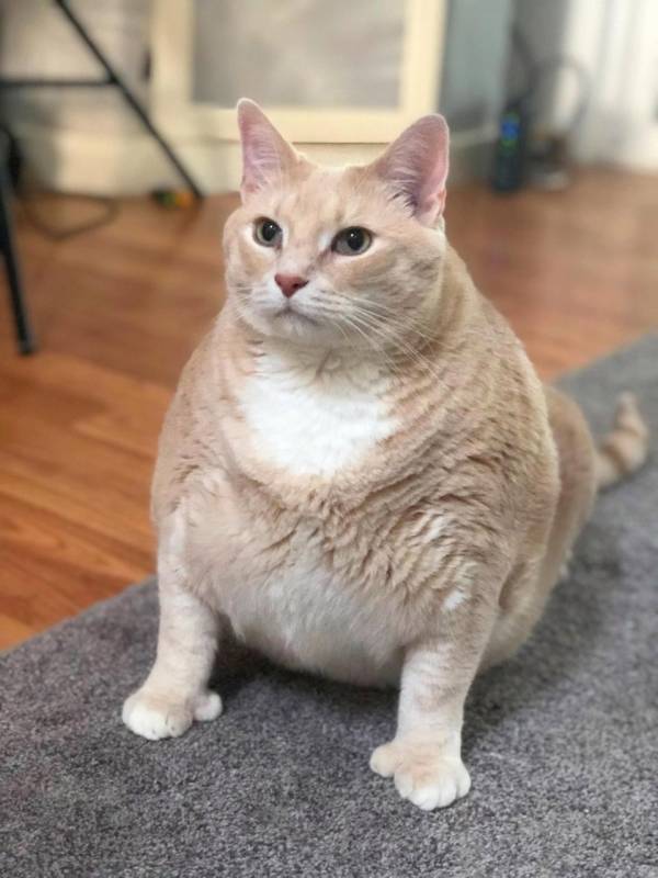 گربه چاق 