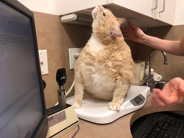 گربه 15 کیلو