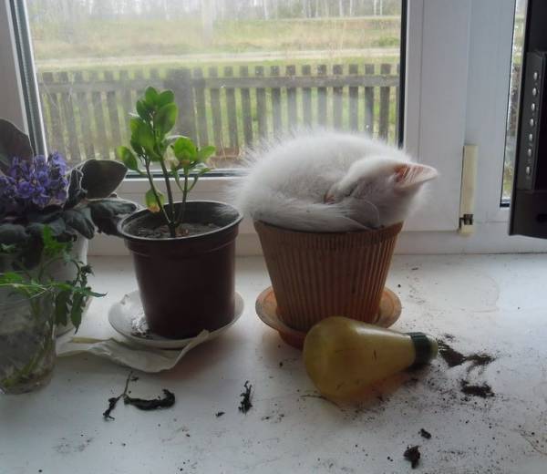 خوابیدن گربه در گلدان