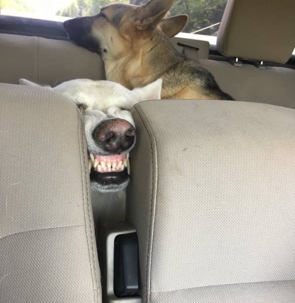 خوابیدن سگ در ماشین