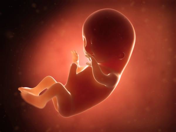 قلب جنین در هفته چندم تشکیل میشود قلب جنین در هفته چندم تشکیل میشود