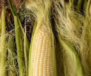 خواص موهای ذرت