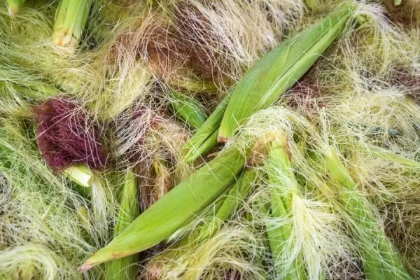 موهای ذرت