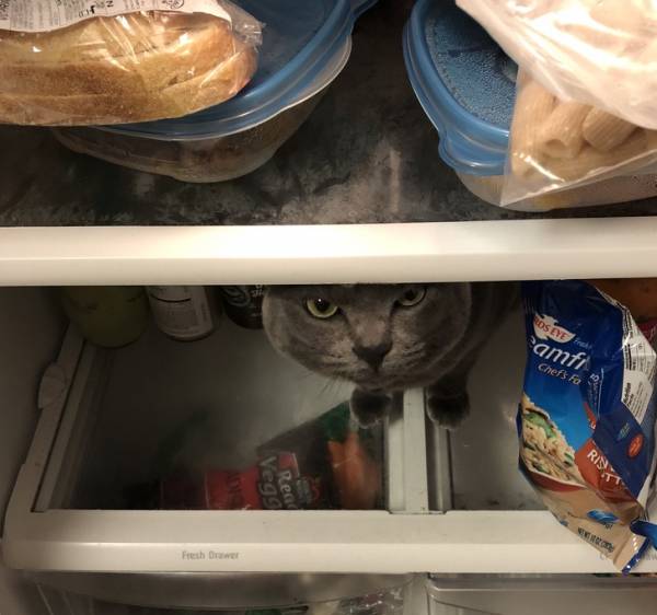 گربه پنهان شده در یخچال