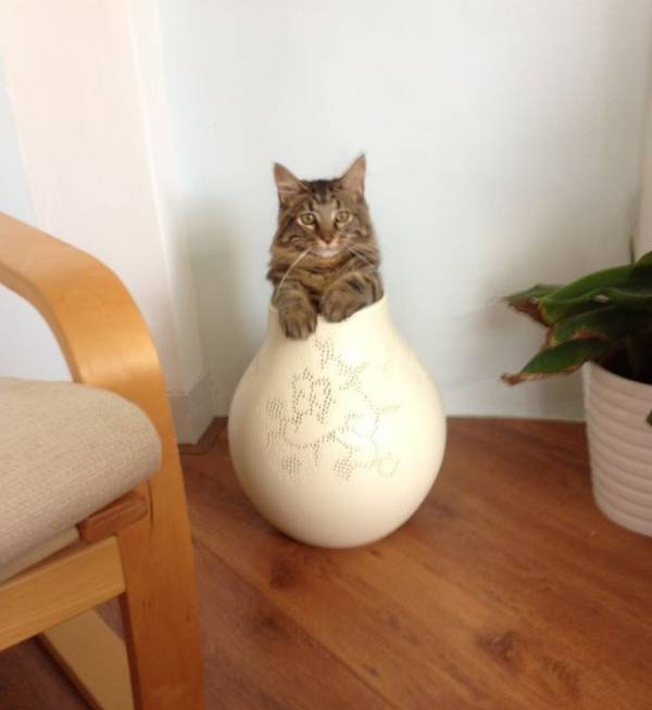 گربه در گلدان