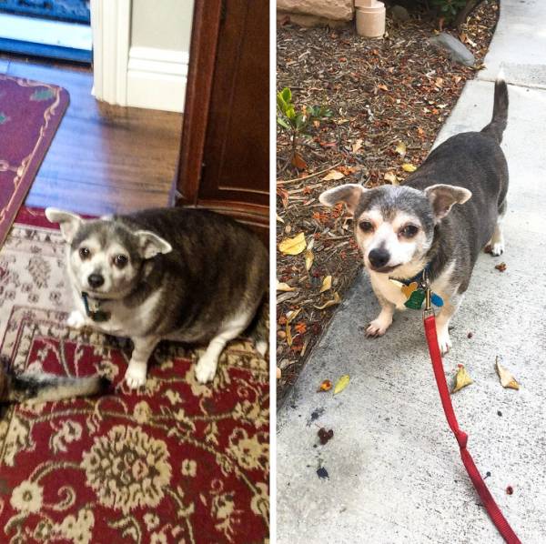 قبل و بعد سگ چاق