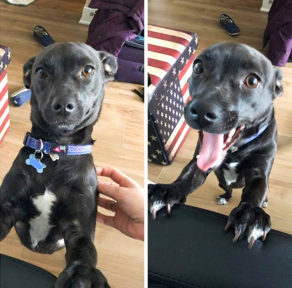 قبل و بعد از صدا کردن سگ