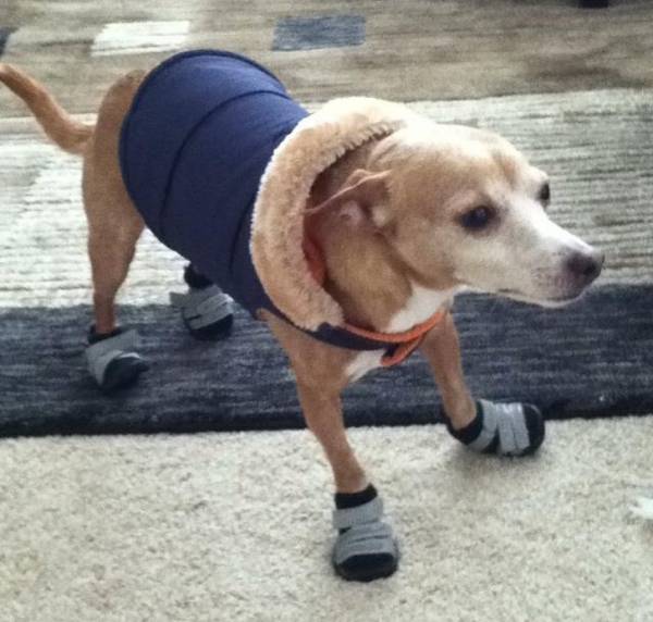 لباس گرم برای سگ