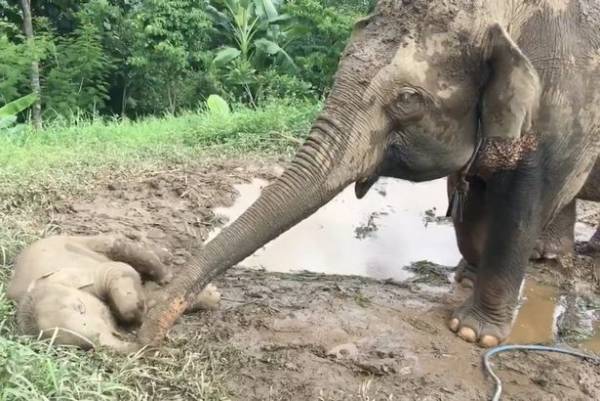فیل مادر مهربان و کودک