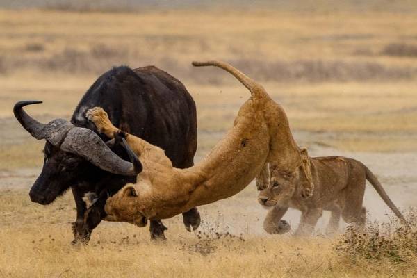 حمله شیرها به حیوانات