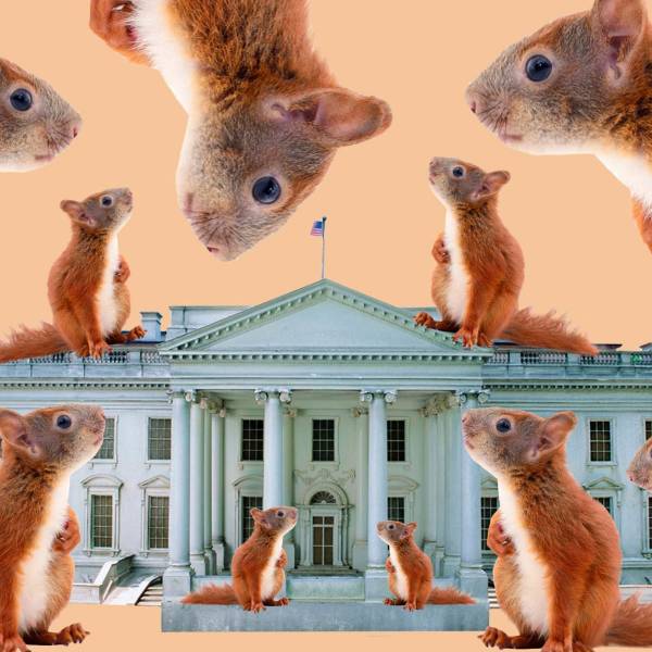 جلوگیری از ورود سنجاب به کاخ سفید