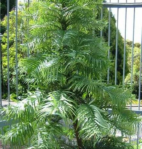 عجیب و غریب ترین گیاهان جهان کاج وولمیا