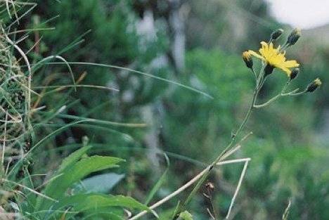 گیاهان شگفت انگیز جهان اسنودونیا هاوکوید