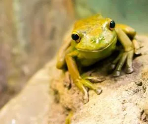 قورباغه هم نوع خوار