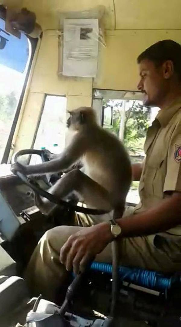 رانندگی میمون