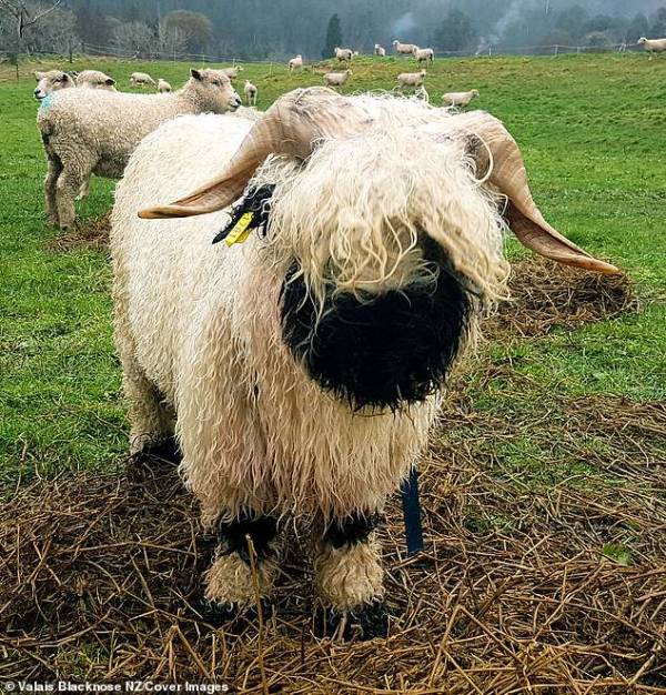 زیباترین گوسفندان
