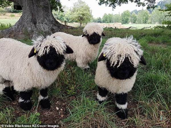  عکس زیباترین گوسفندان دنیا