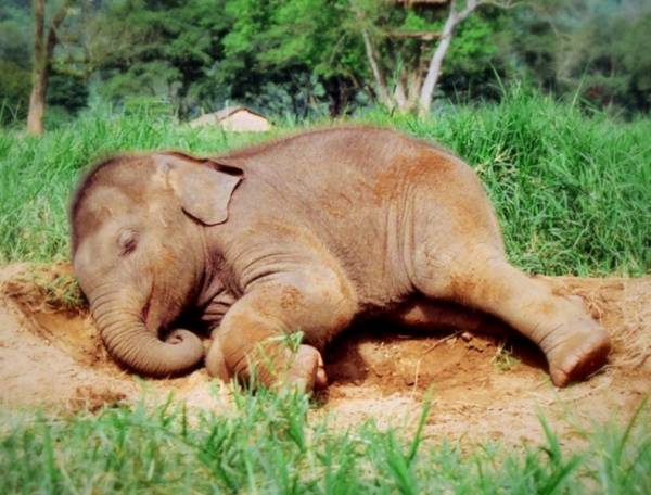 خوابیدن فیل