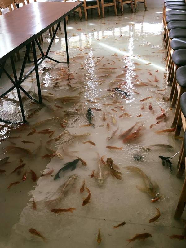 شنای ماهی ها در رستوران