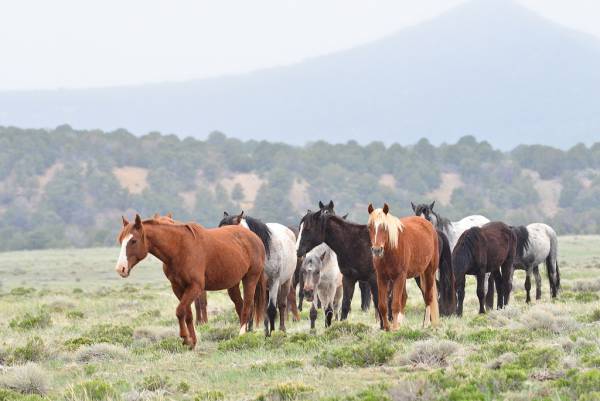 اسب های مغولستان