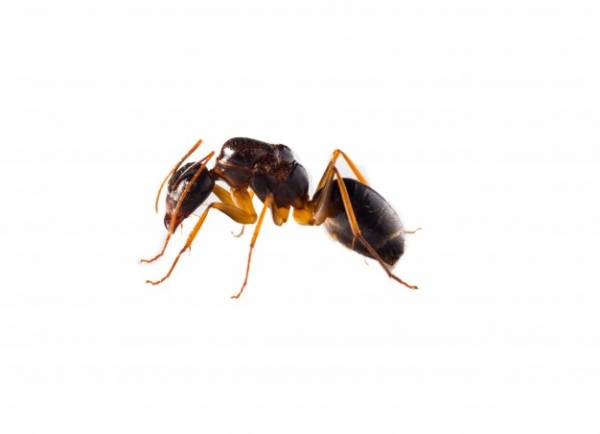 استفاده از آروارهای مورچه
