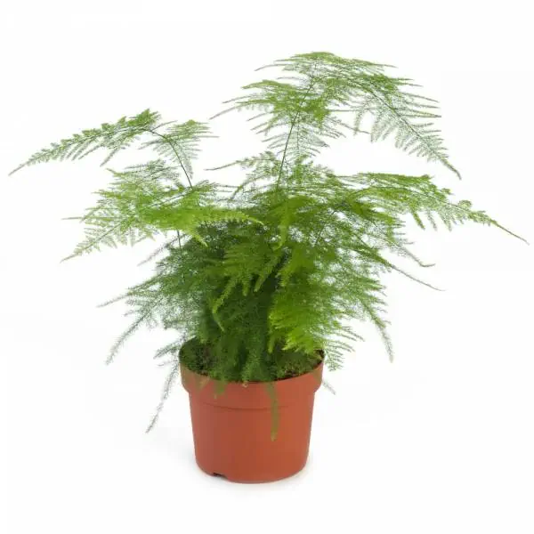 مارچوبه زینتی