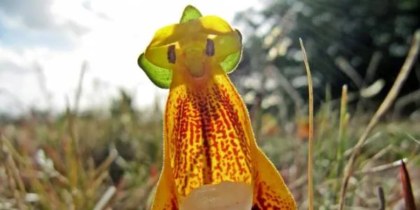 گل بیگانه شاد