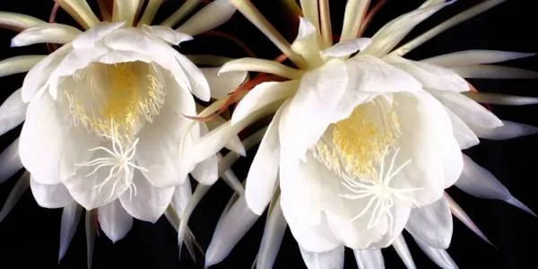 گل کاداپول Epiphyllum oxypetalum