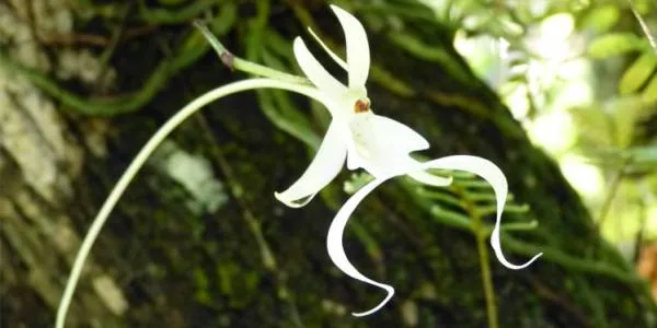 ارکیده گوست Epipogium aphyllum