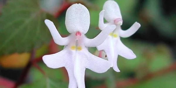 گل دختر رقصانimpatiens bequaertii