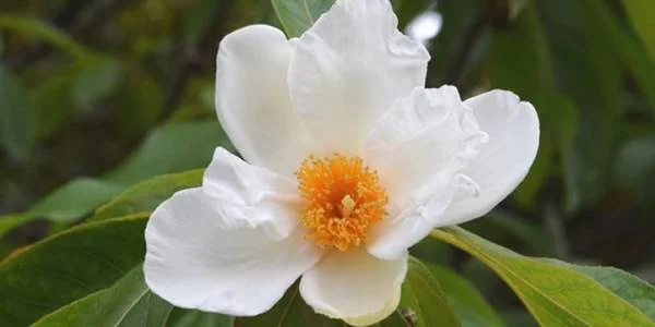 درخت فرانکلین Franklinia alatamah