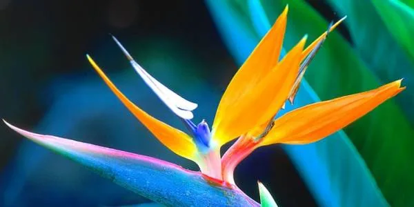 گل پرنده بهشتی Strelitzia reginae