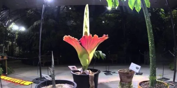تیتان آروم Amorphophallus titanum