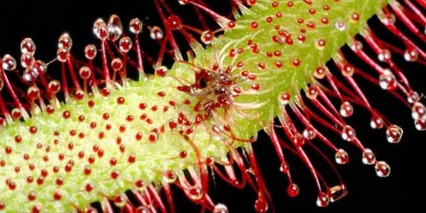 گل شبنم خورشید Drosera capensis