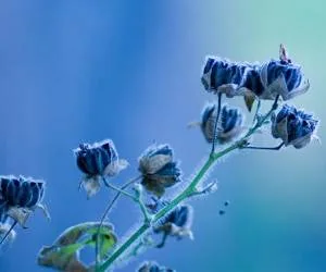 عجیب ترین گلهای جهان