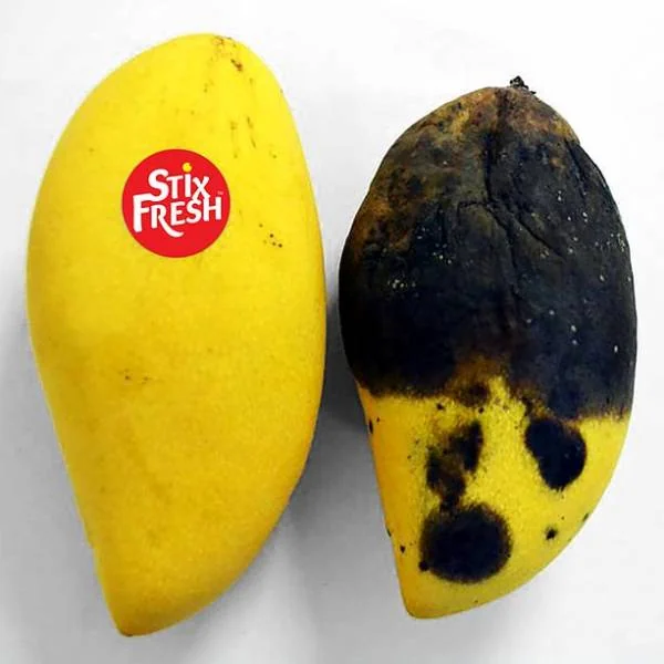 جلوگیری از خرابی میوه