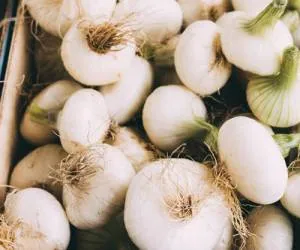  همه چیز درباره کاشت سیر در گلدان + آموزش و نکات مهم 